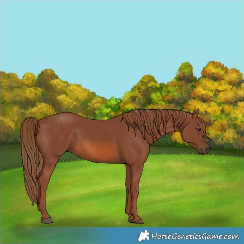 Horse Color:Chestnut 