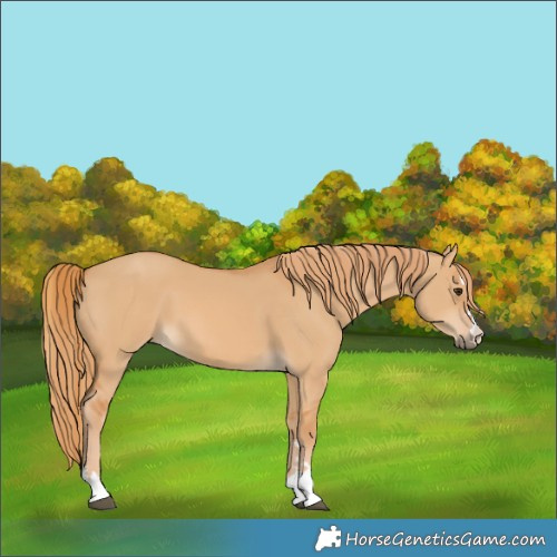 Horse Color:Red Dun 