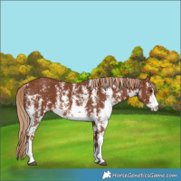 Horse Color:Chestnut Sabino