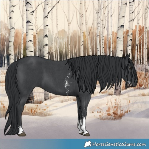 Horse Color:Black Sabino 