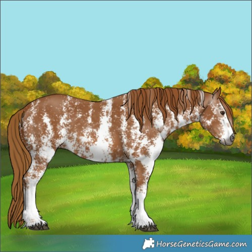 Horse Color:Gray Chestnut Sabino