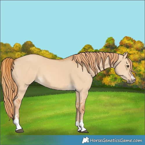 Horse Color:Red Dun 