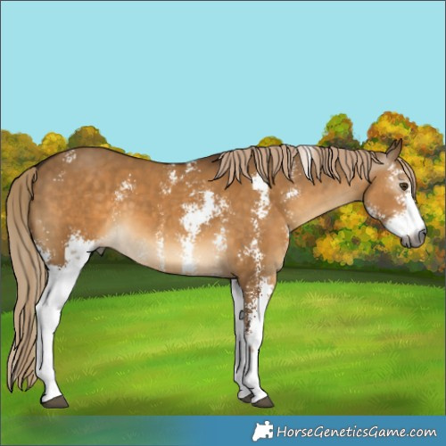 Horse Color:Gray Chocolate Palomino Dun Sabino 