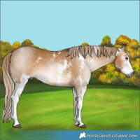 Horse Color:Gray Chocolate Palomino Dun Sabino 