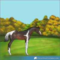 Horse Color:Brown Tobiano