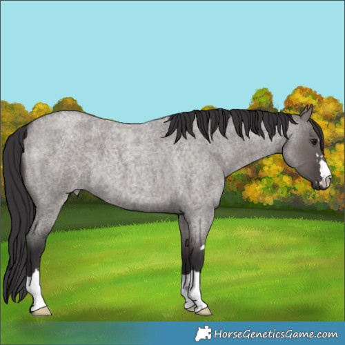 Horse Color:Smoky Grullo Roan 