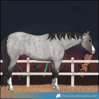 Horse Color:Smoky Grullo Roan 