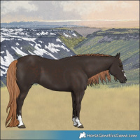 Horse Color:Liver Chestnut 
