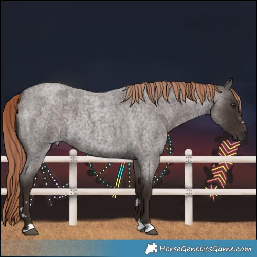 Horse Color:Liver Red Roan