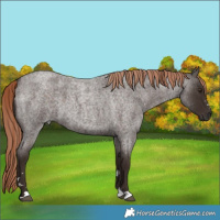 Horse Color:Liver Red Roan 