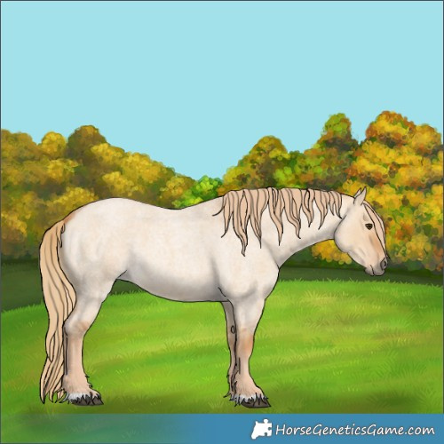 Horse Color:Red Dun Roan 
