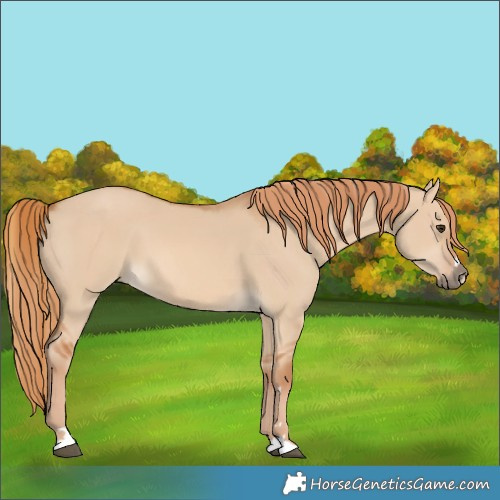 Horse Color:Red Dun