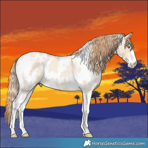 Horse Color:White Spotted Gold Champagne Dun Sabino Appaloosa Rabicano 
