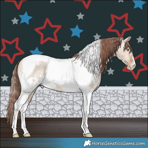 Horse Color:White Spotted Sable Champagne Dun Tobiano Appaloosa Rabicano