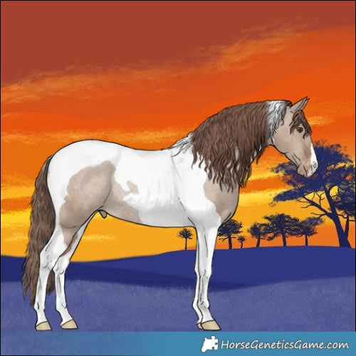 Horse Color:Classic Champagne Dun Tobiano Appaloosa Rabicano 