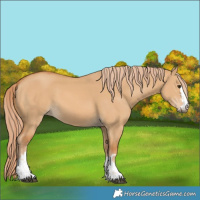 Horse Color:Red Dun