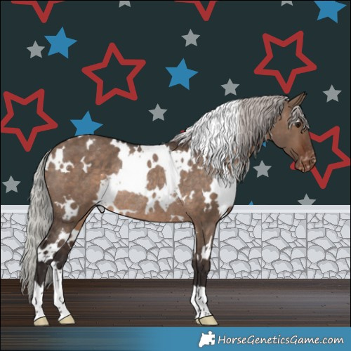 Horse Color:White Spotted Silver Brown Dun Appaloosa Rabicano 