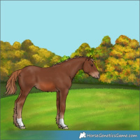 Horse Color:Chestnut 