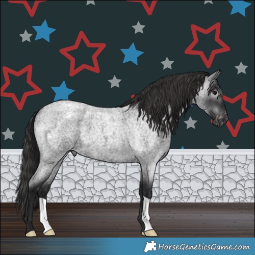 Horse Color:Gray Blue Roan Appaloosa