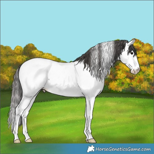 Horse Color:Grullo Splash Appaloosa 