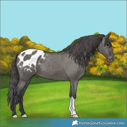 Horse Color:Grullo Appaloosa 