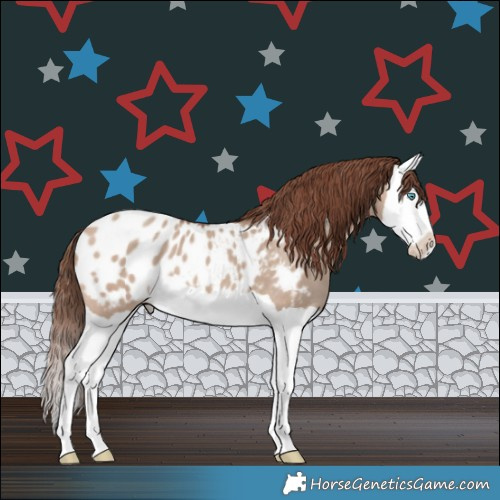 Horse Color:Sable Champagne Dun Splash Appaloosa