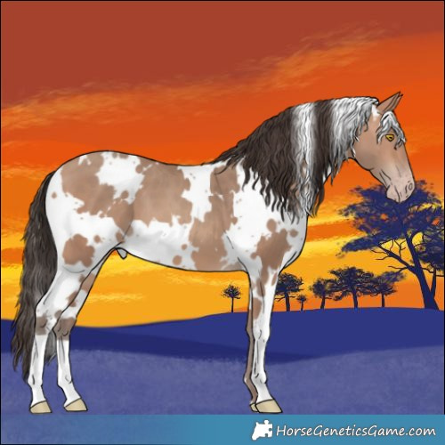 Horse Color:White Spotted Amber Champagne 