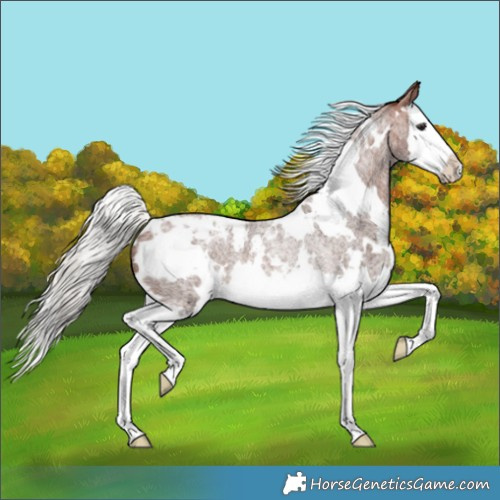 Horse Color:White Spotted Silver Brown Roan Splash Appaloosa Rabicano