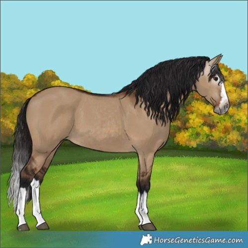 Horse Color:Gray Bay Dun Splash 