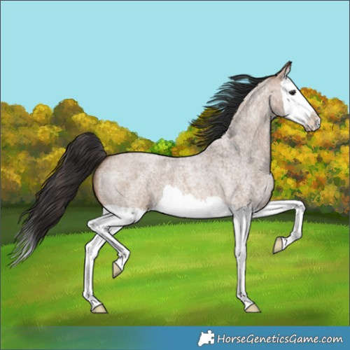 Horse Color:Brown Roan Dun Splash 