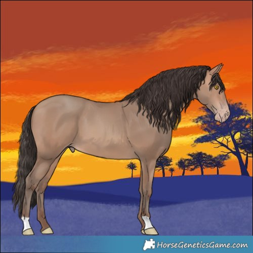 Horse Color:Amber Champagne 