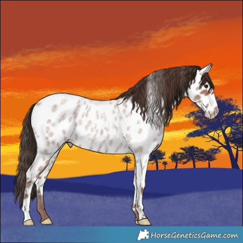 Horse Color:Classic Champagne Roan Appaloosa 