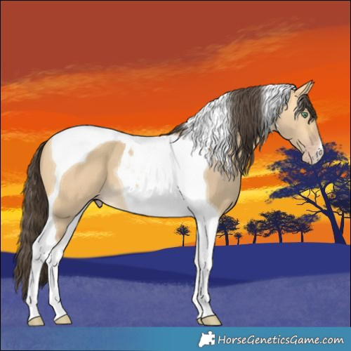 Horse Color:Sable Cream Champagne Dun Tobiano