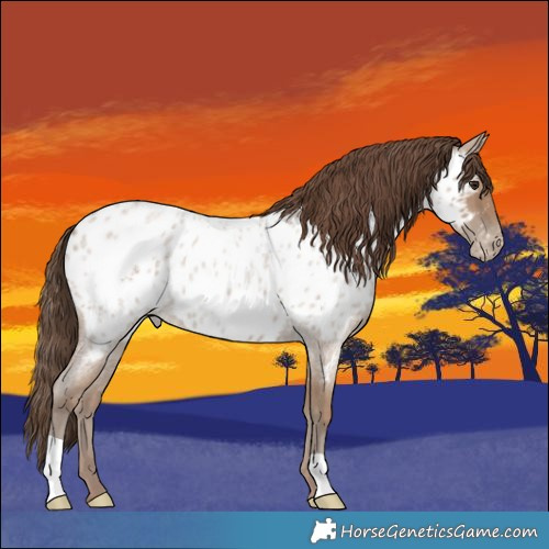 Horse Color:Classic Champagne Roan Appaloosa 