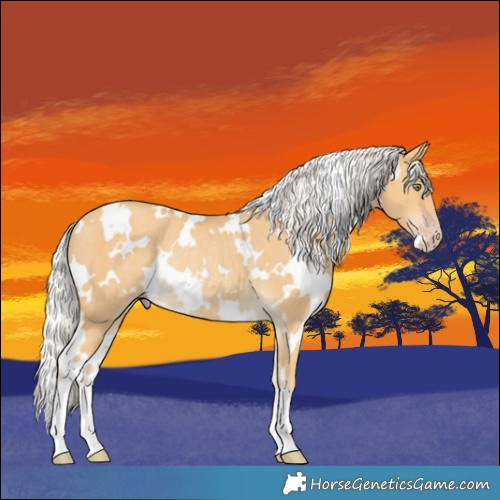 Horse Color:White Spotted Silver Sable Cream Champagne Rabicano 