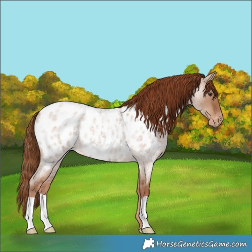 Horse Color:Red Dun Roan Appaloosa 