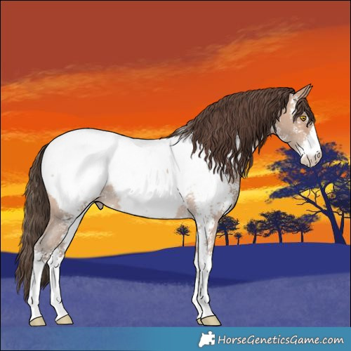 Horse Color:Amber Champagne Sabino Appaloosa