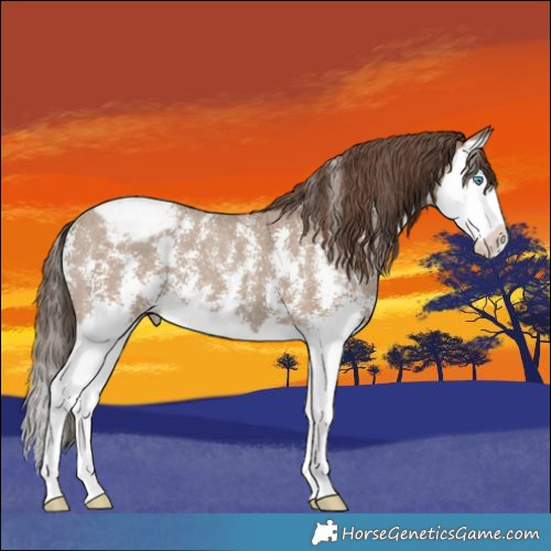 Horse Color:Classic Champagne Sabino Splash Appaloosa 