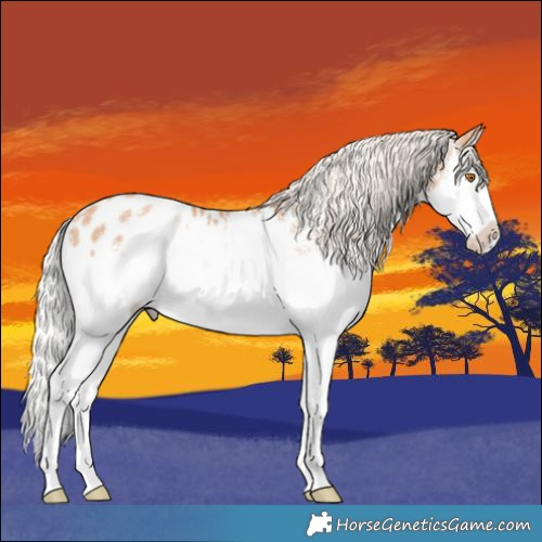 Horse Color:White Spotted Silver Classic Champagne Splash Appaloosa Rabicano 