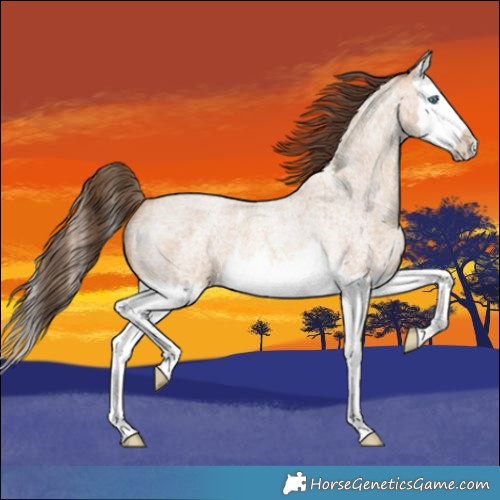 Horse Color:Amber Champagne Roan Splash Appaloosa Rabicano 