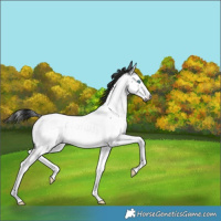 Horse Color:Gray Smoky Blue Roan Splash Appaloosa Rabicano 