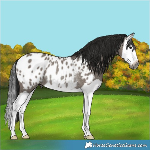 Horse Color:Gray Grullo Splash Appaloosa Rabicano