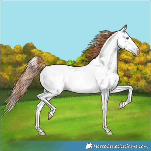 Horse Color:Red Roan Splash Appaloosa Rabicano