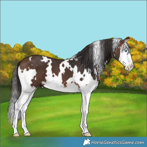 Horse Color:White Spotted Brown Splash 