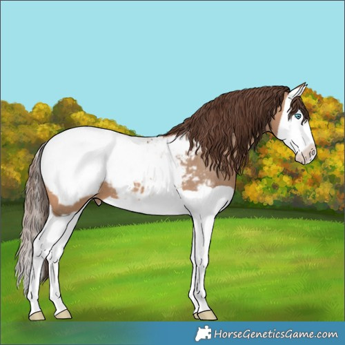 Horse Color:Bay Dun Splash Appaloosa 