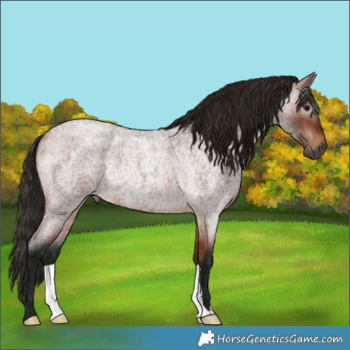 Horse Color:Gray Bay Roan Rabicano