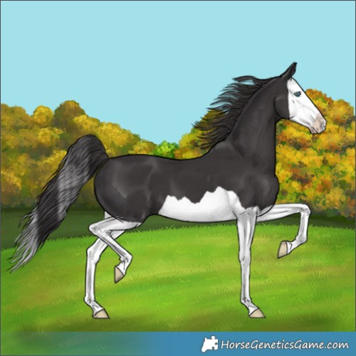 Horse Color:Smoky Black Splash 