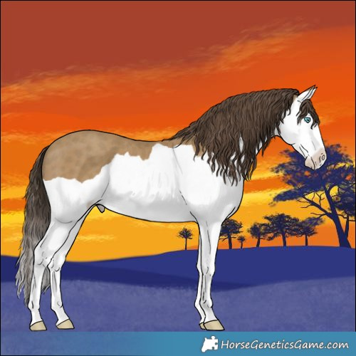 Horse Color:Classic Cream Champagne Splash