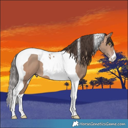 Horse Color:Sable Champagne Tobiano 