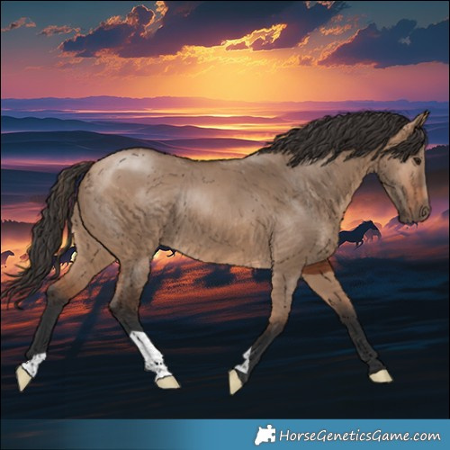Horse Color:Bay Dun 